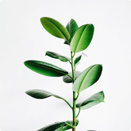 campaign section image